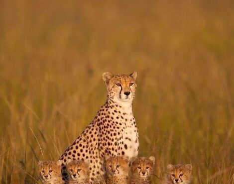A cheetah with her five cubs posing at sunrise in the Masai Mara, Kenya