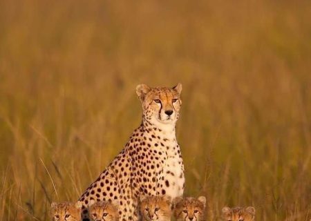 A cheetah with her five cubs posing at sunrise in the Masai Mara, Kenya