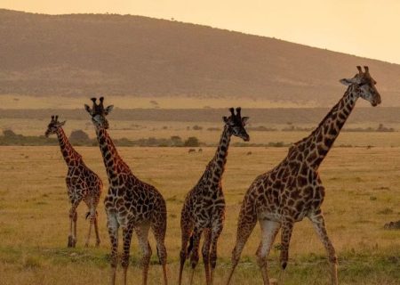 Giraffen vor dem Sonnenuntergang in der Maasai Mara 🦒🌄🌍🇰🇪 #giraffe #sunset #safari #wildlife #photography #kenya #maasaimara
